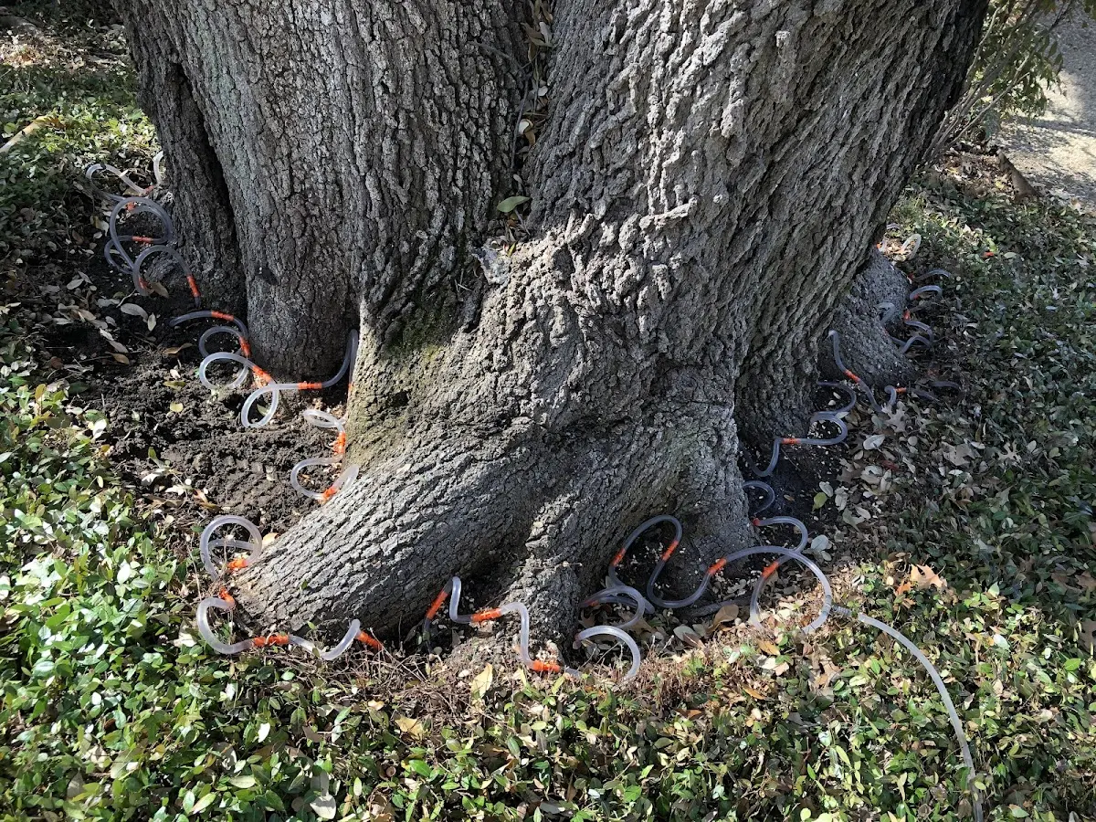 Detailed Tree Cabling and Bracing job site in Mantoloking